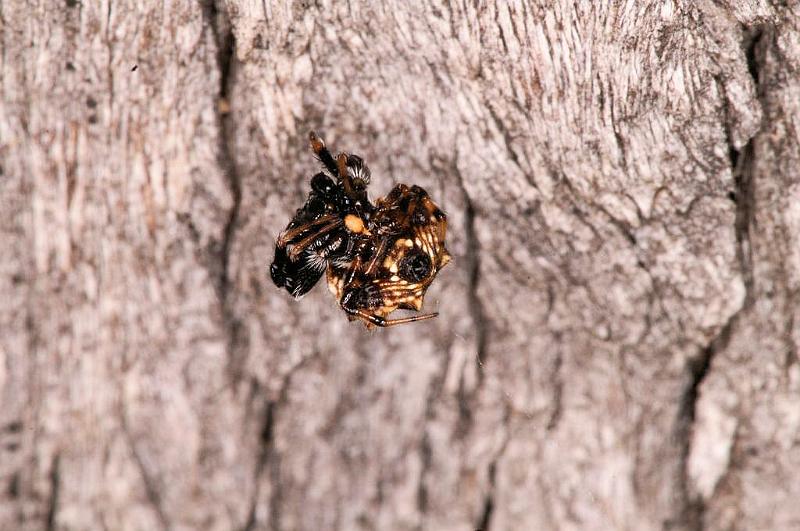 Araneus_ZZ411_D5531_Z_89_Lake Broadwater_Australie.jpg